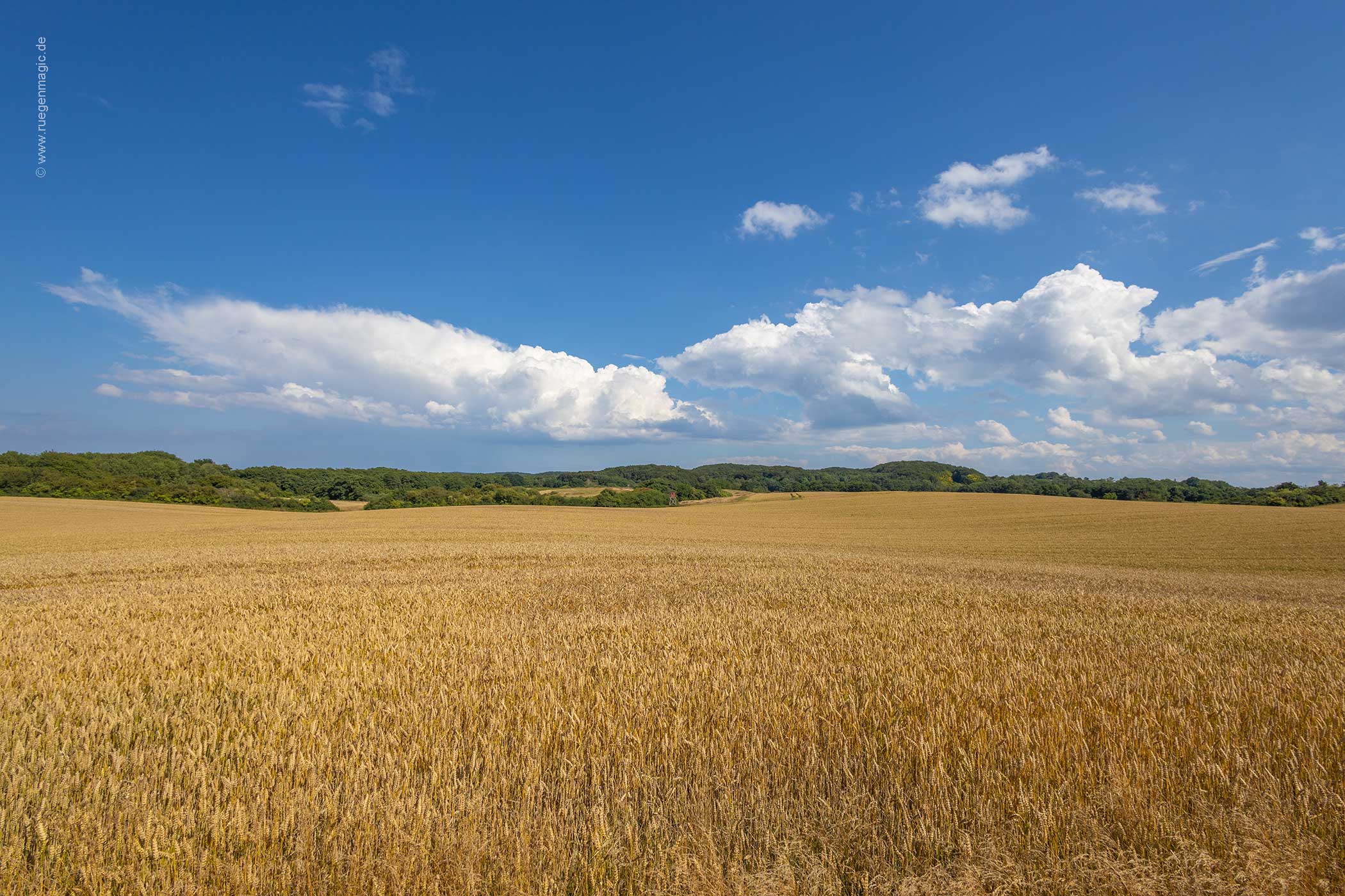 Weizenfeld bei Nardevitz auf der Halbinsel Wittow